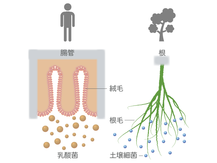 人の腸と植物の根